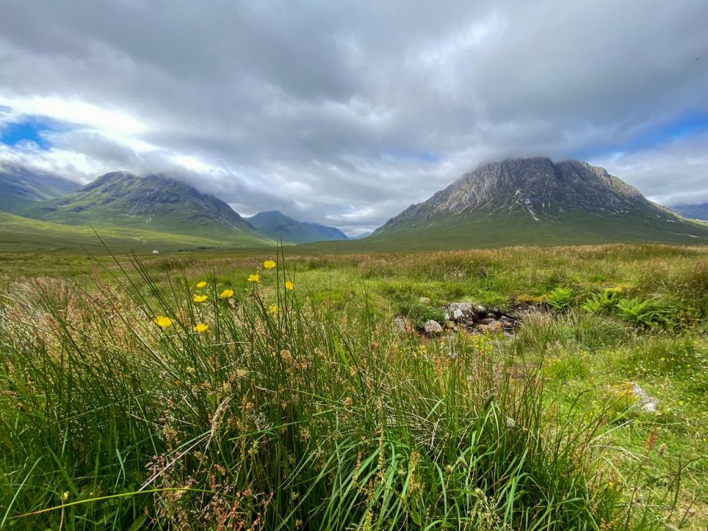 moody mountain view with flowers at Glencoe in the Scottish Highlands