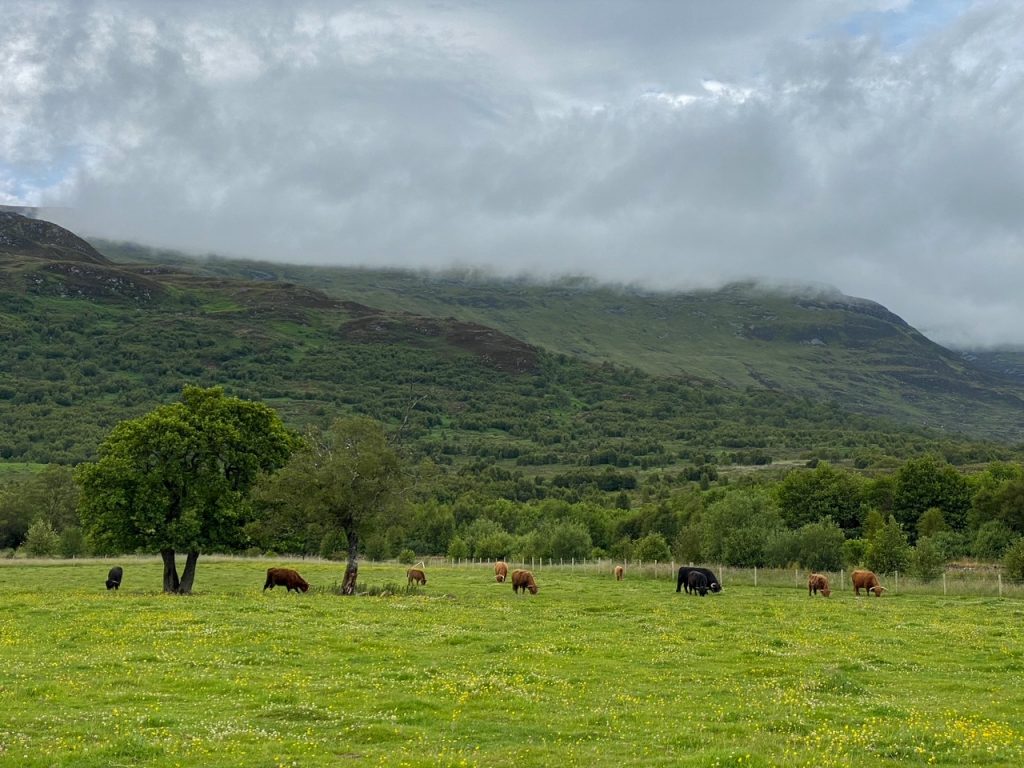 Scottish Highland cows at Cairngorms National Park