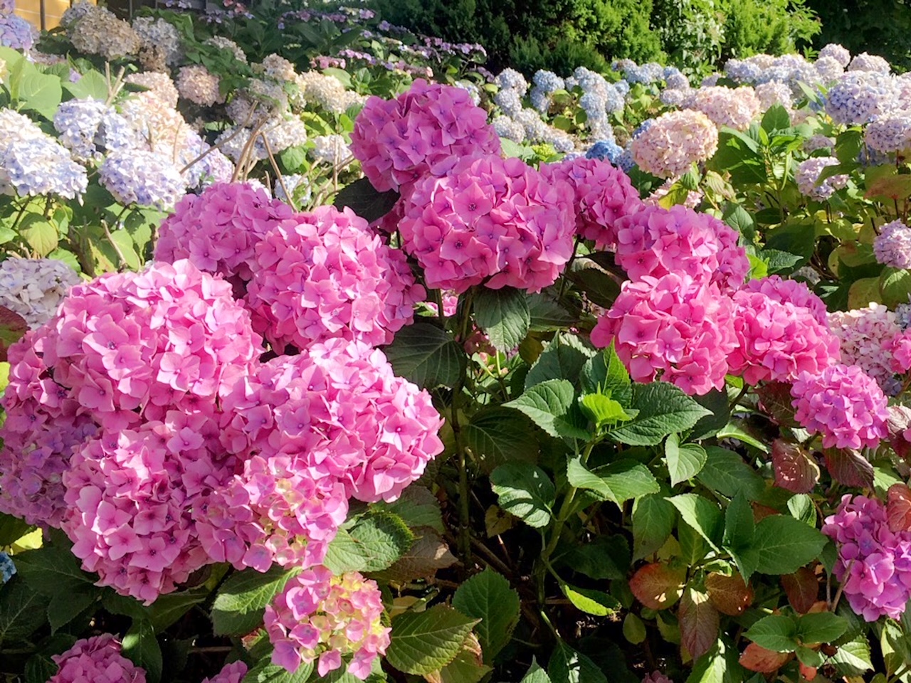 pink flowers in Ireland