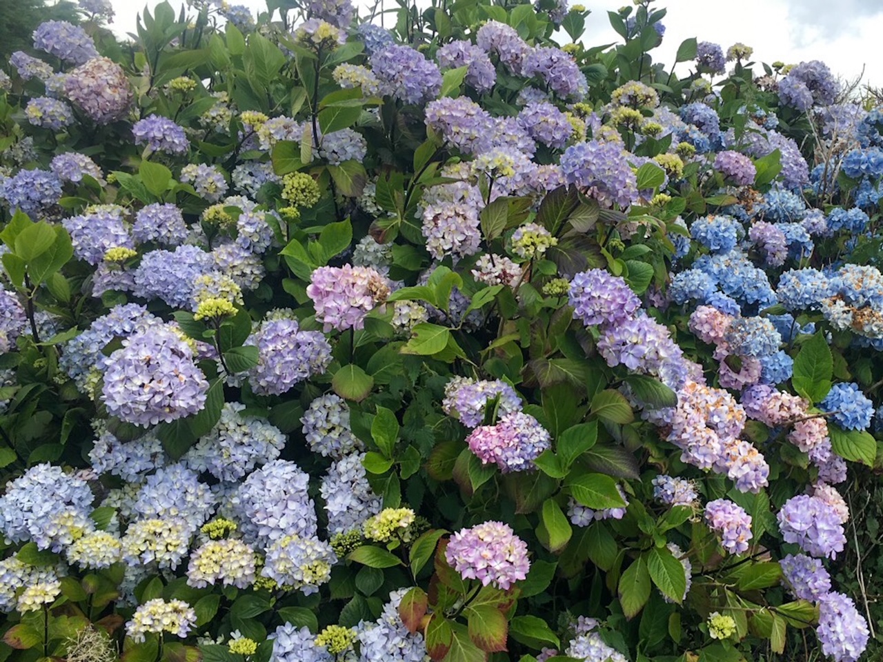 purple and blue flowers in Ireland