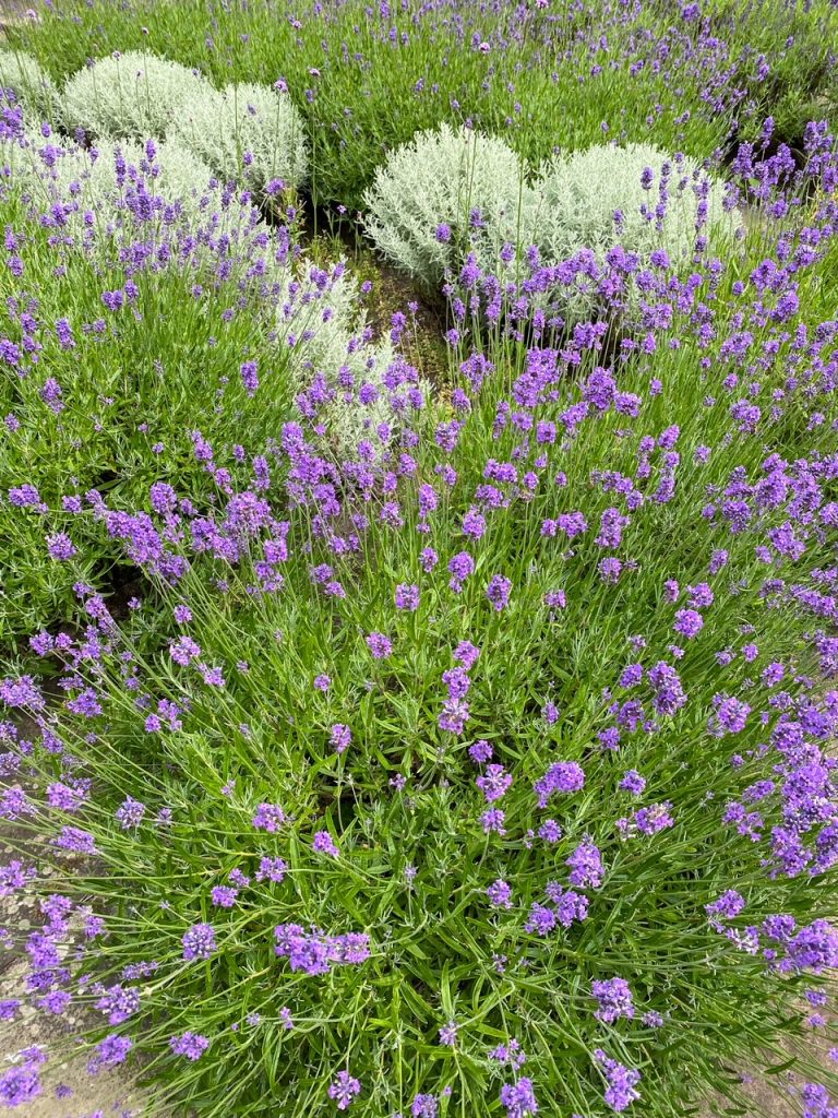 flowers in the garden at Falkland Palace