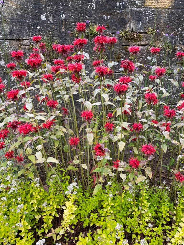 flowers at Falkland Palace and Gardens
