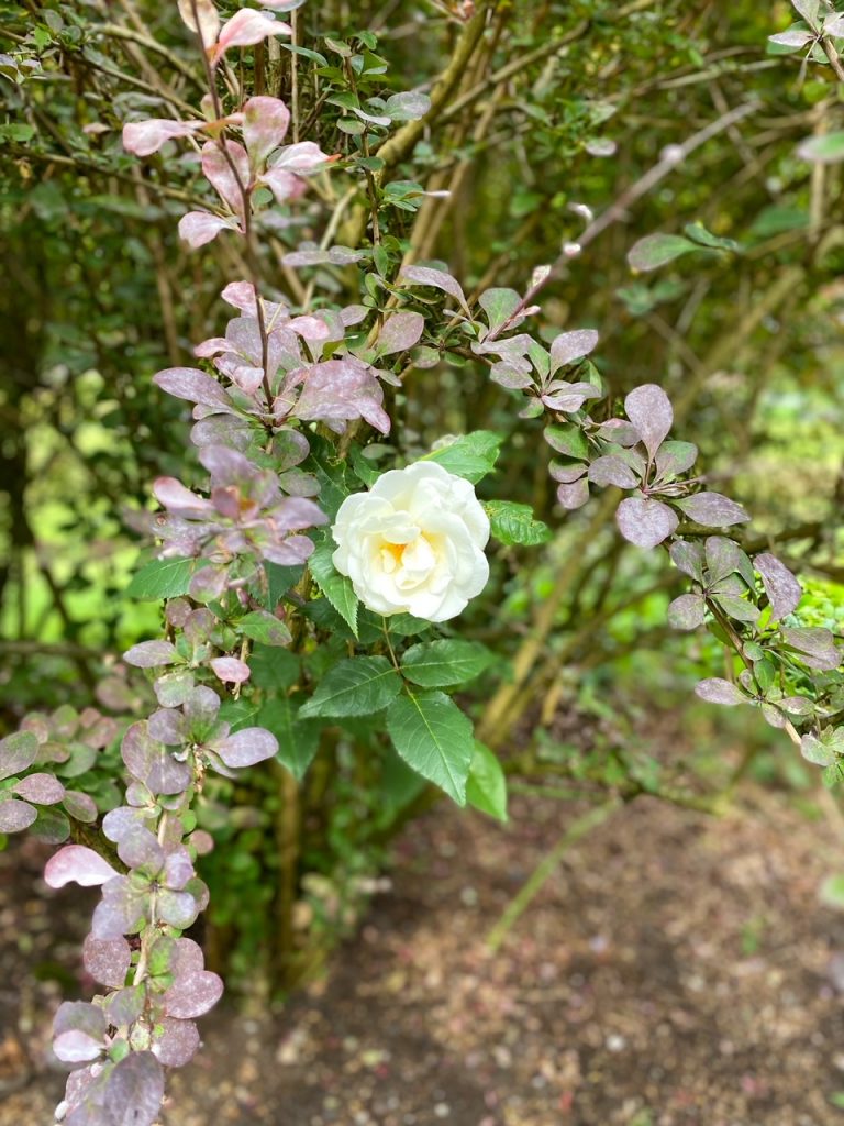 a white rose at Falkland Gardens