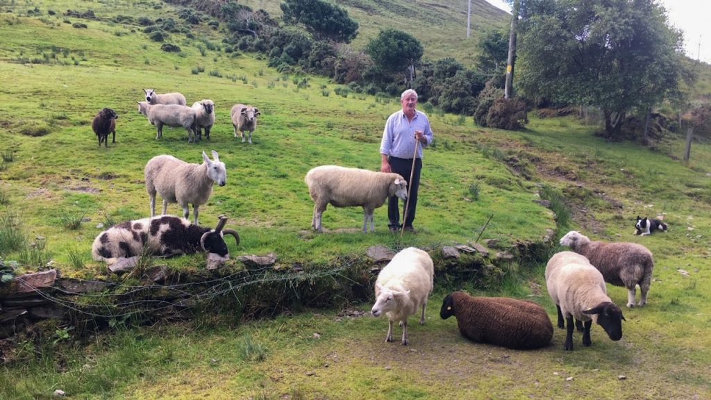 Sheep hearding demonstration in Kells, Ireland