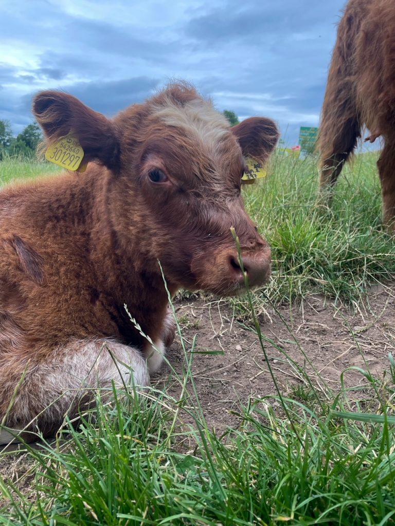 a baby Highland Coo