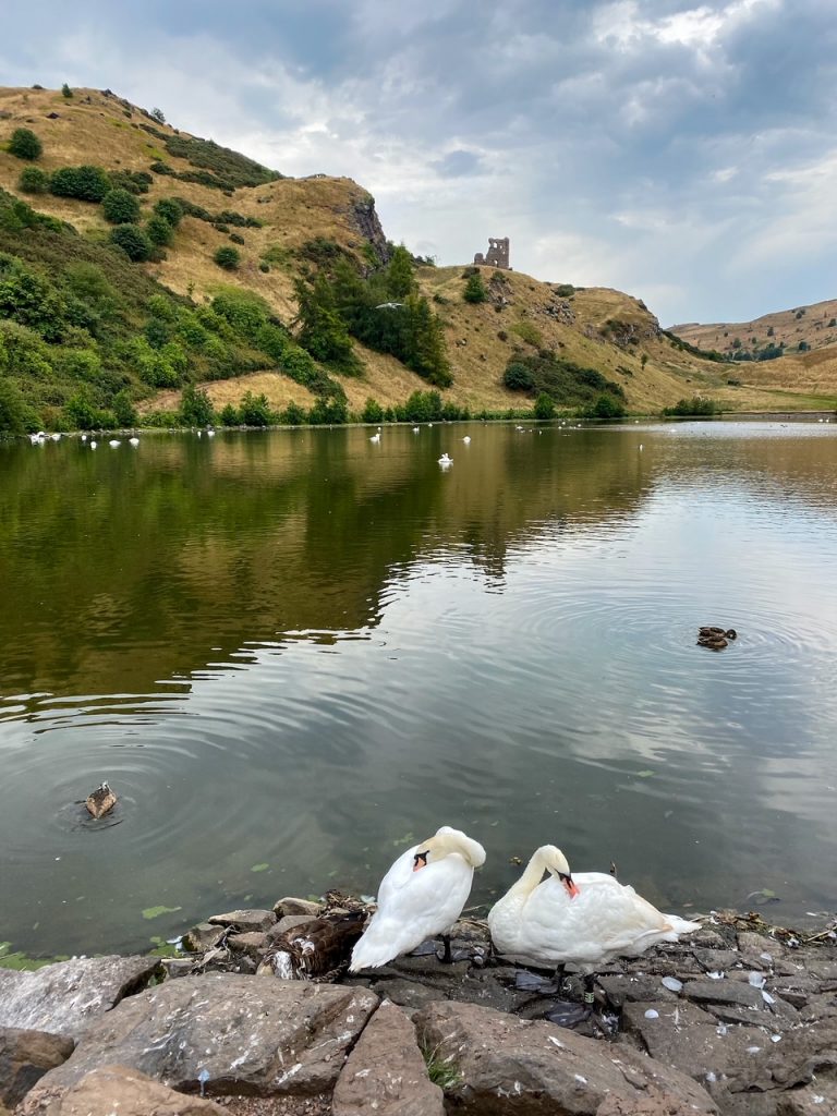 Swans with St Anthony's Chapel Ruins