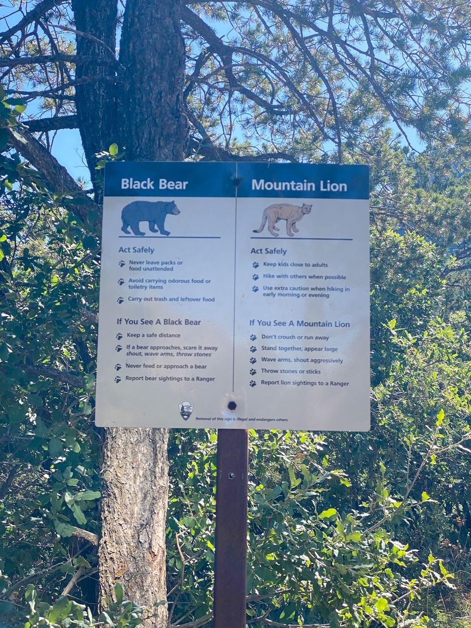 what to do if you see a black bear or mountain lion