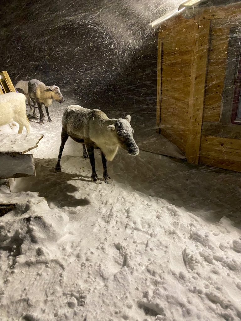 a reindeer in Tromsø in the winter