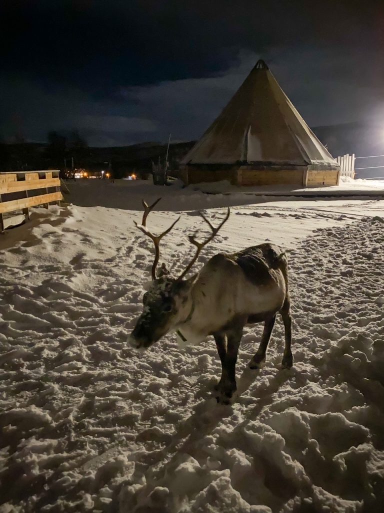 reindeer in Tromsø