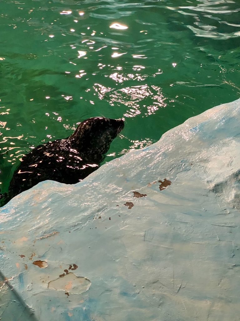 one of Polaria's resident seals