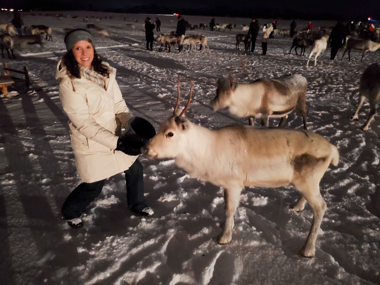 Allison feeding a reindeer in Tromsø