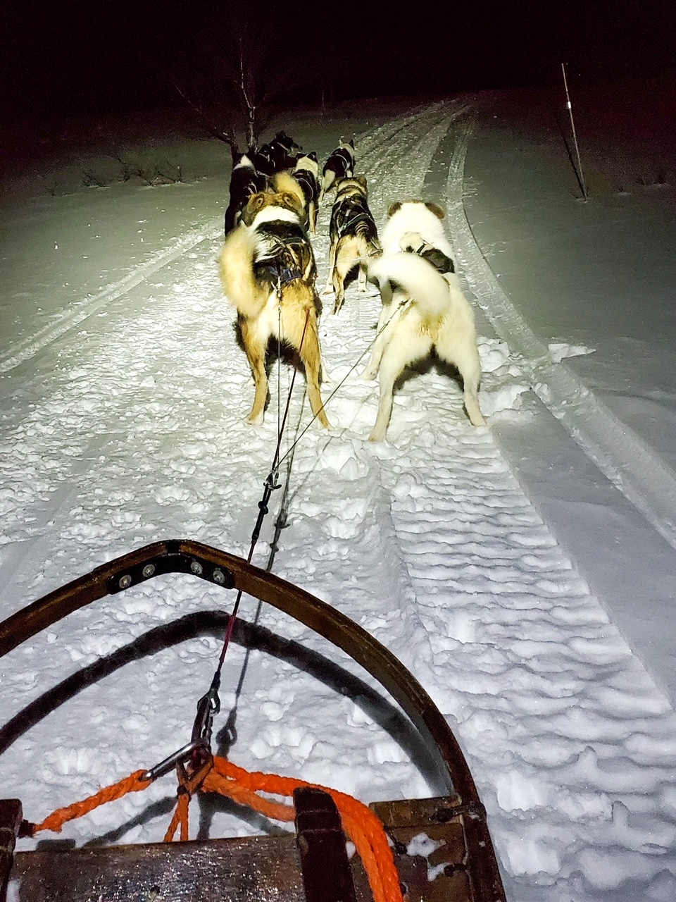 huskies leading the sled on our Snowhotel husky excursion