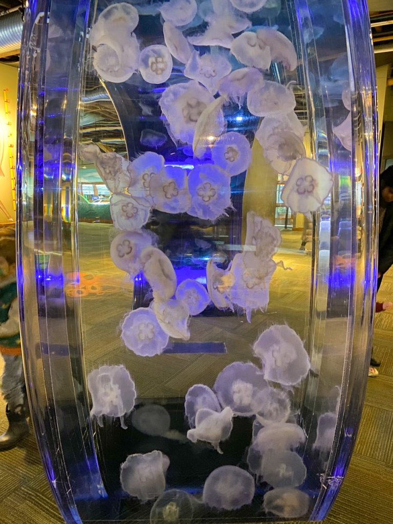 jellyfish floating around at the Seattle Aquarium