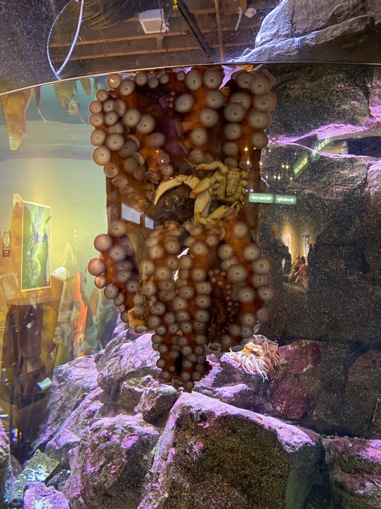 a huge octopus at the Seattle Aquarium