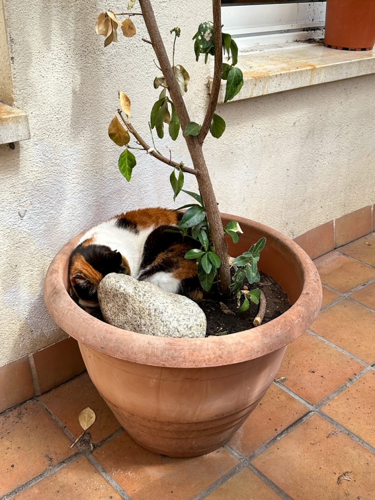 Cat at Liadisimo Cafeteteria