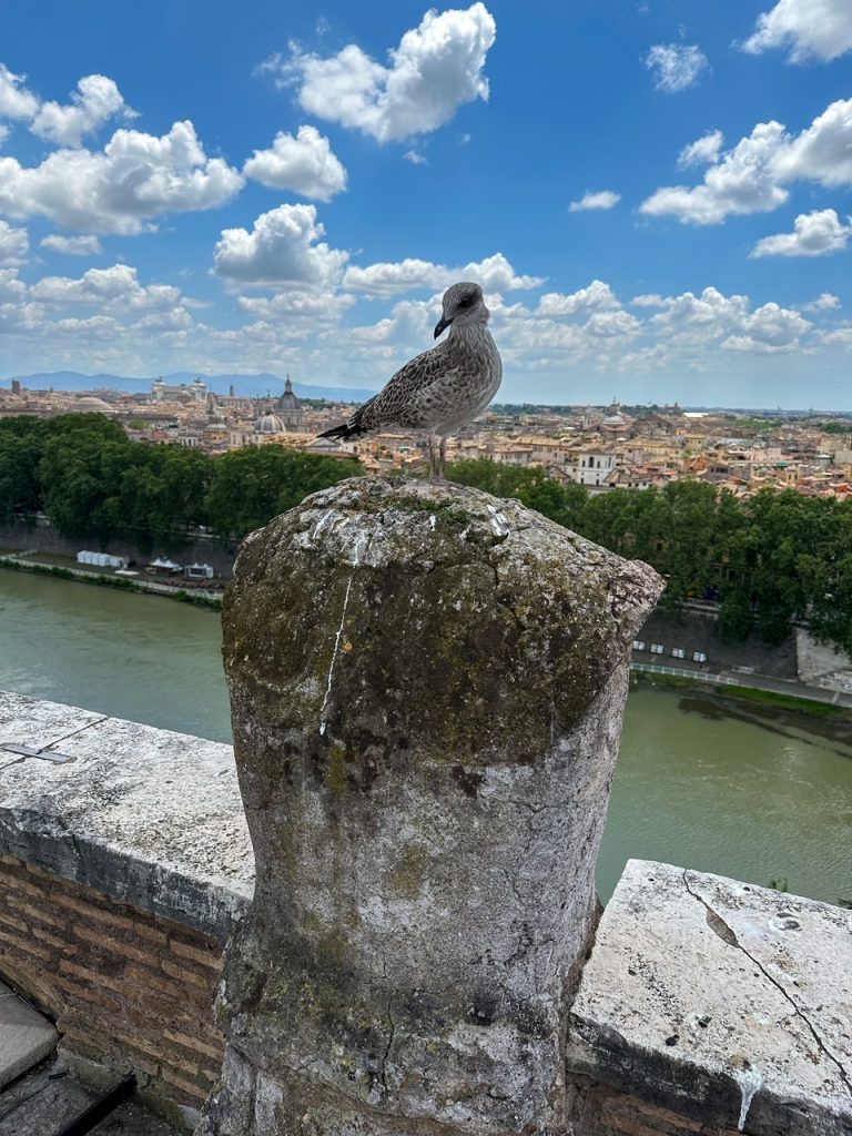 a bird hanging out at Castel Sant'Angelo