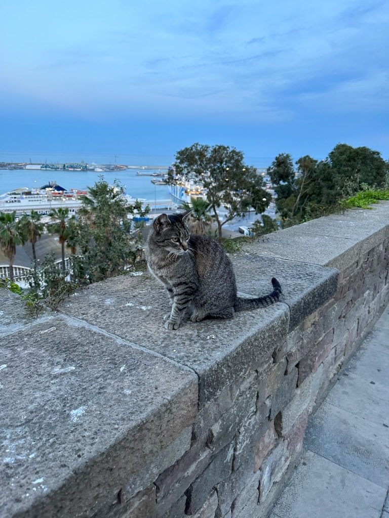 cat at Montjuïc