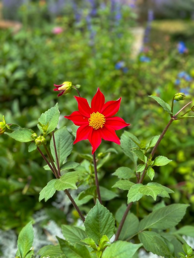 a beautiful flower at Boboli Gardens