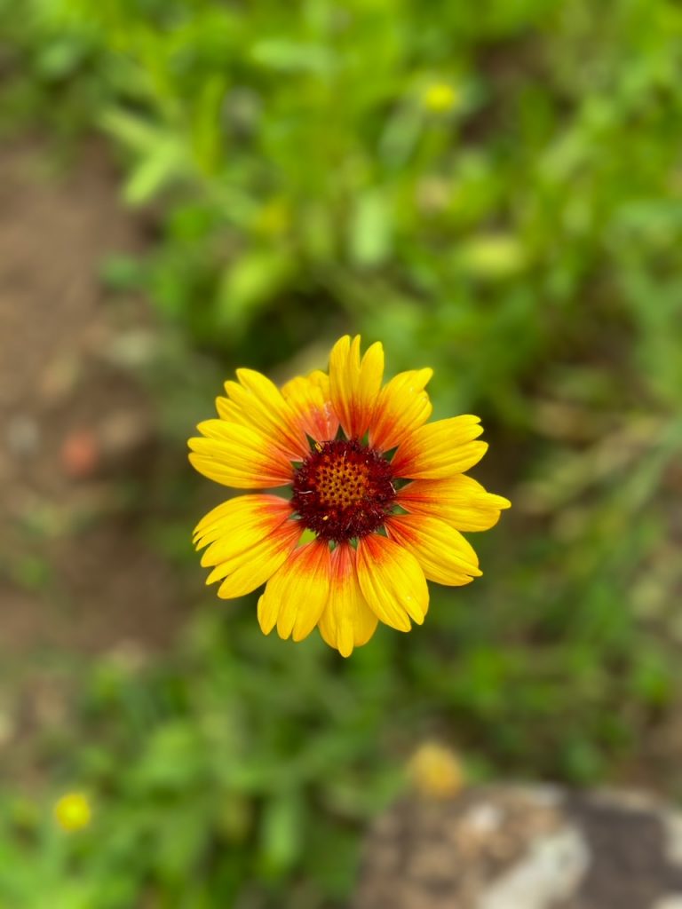 a pretty flower at Boboli Gardens