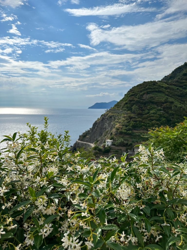 a lovely flower, mountain and sea view in Riomaggiore