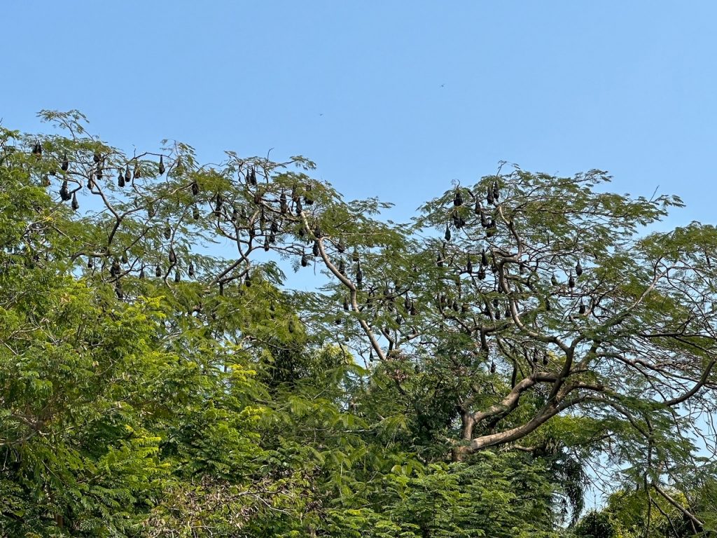 bats outside of Laal Bagh Palace