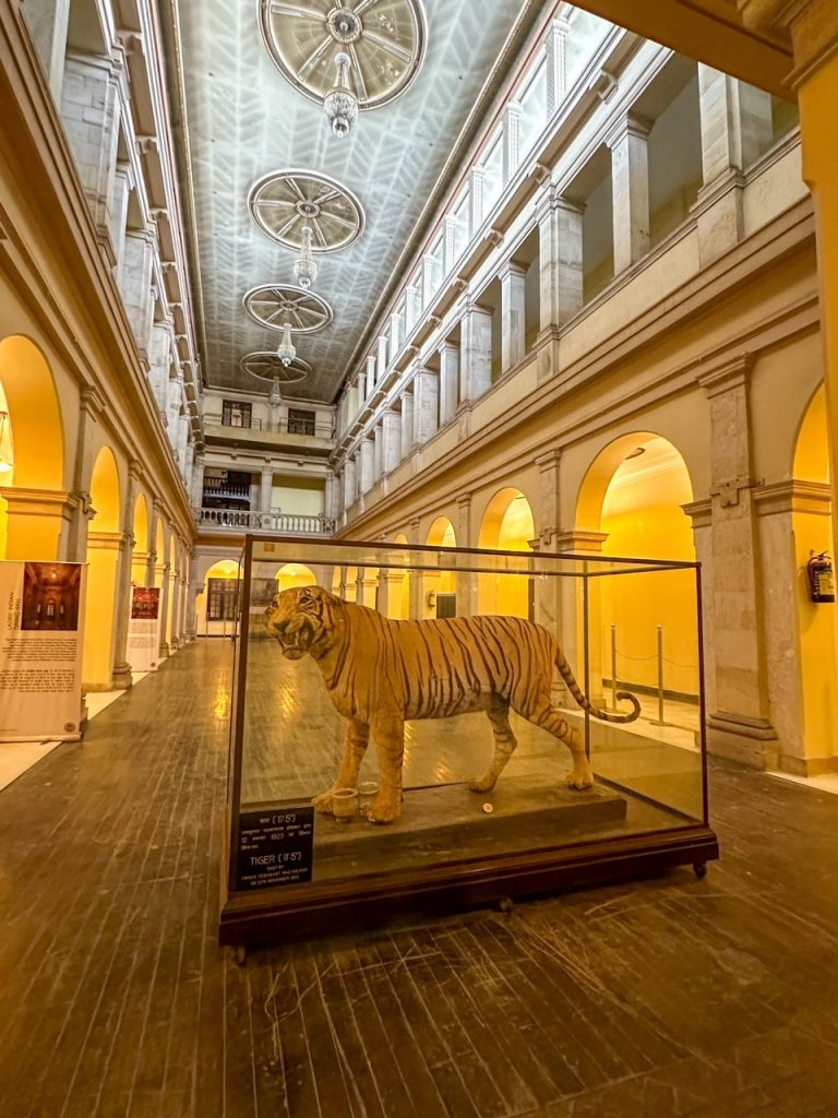 tiger at Laal Bagh Palace