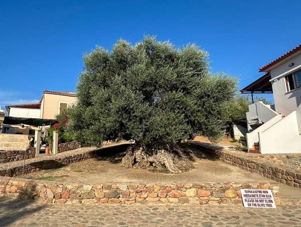 Olive Tree of Vouves on Crete Greece