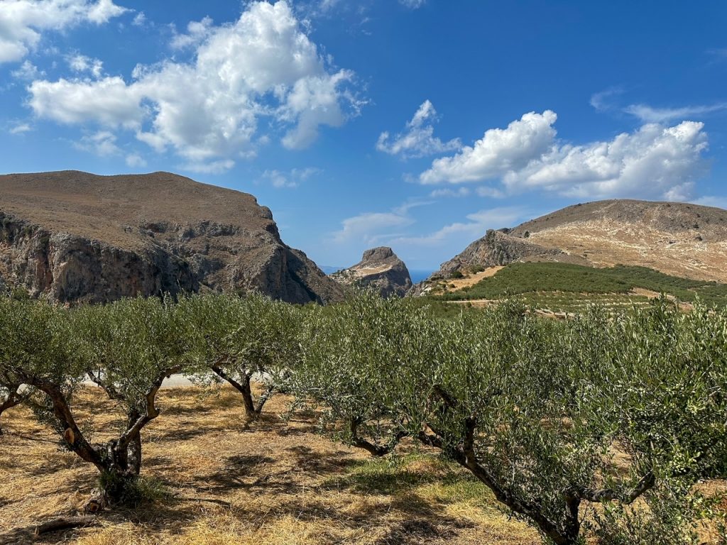 Olive tree farm at Astrikas Estate on Crete