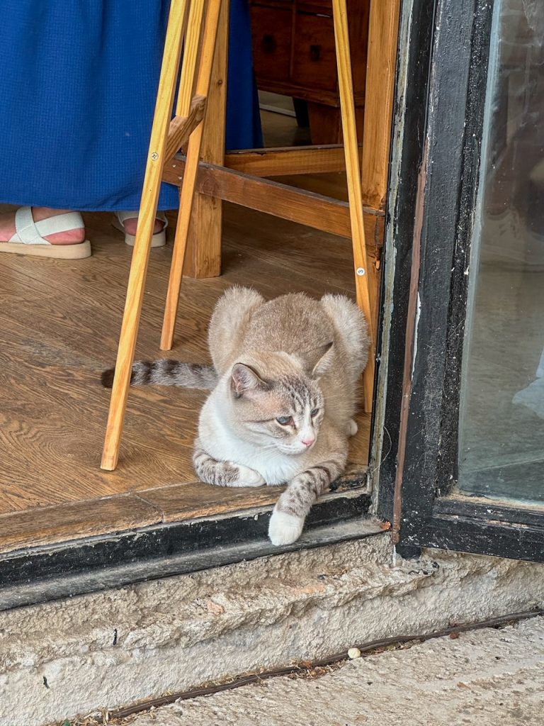 a cat at Biolea Astrikas Estate