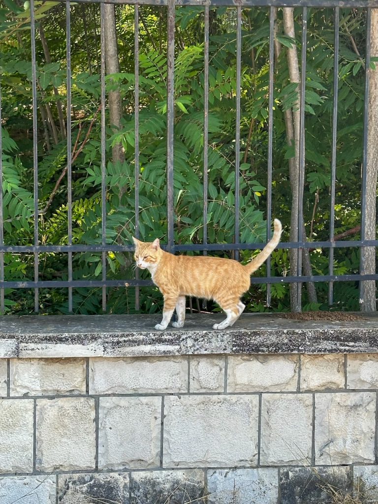 a cat at Knossos Palace in Heraklion