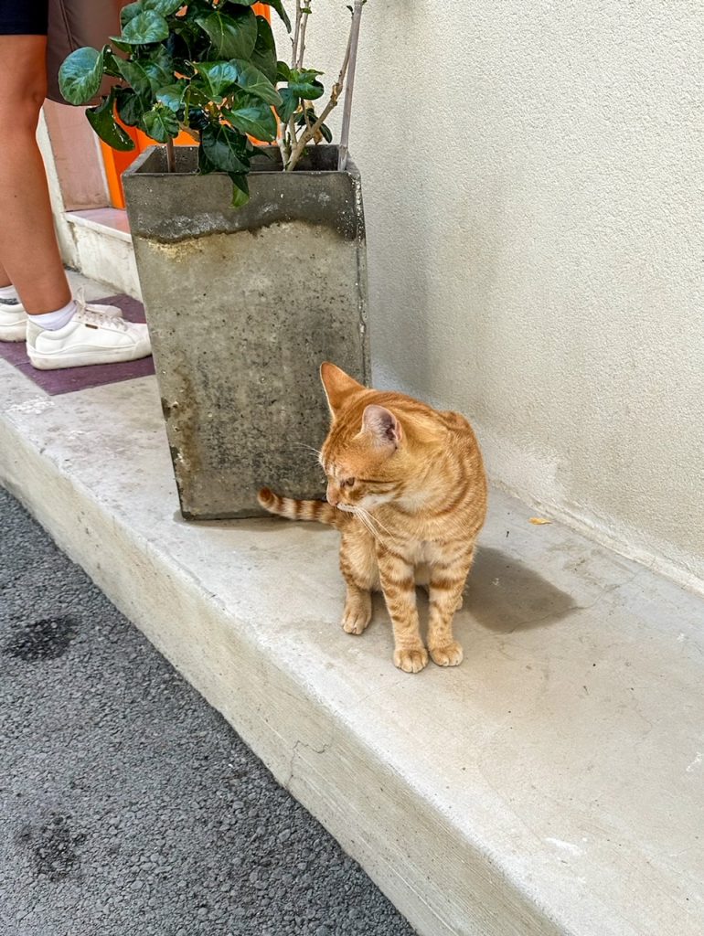 a cat near our Airbnb in Heraklion