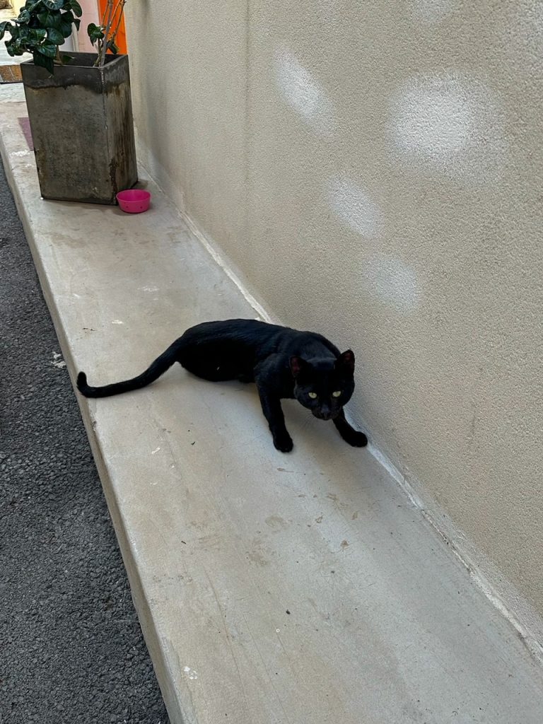 a cat outside Honeybee House in Heraklion