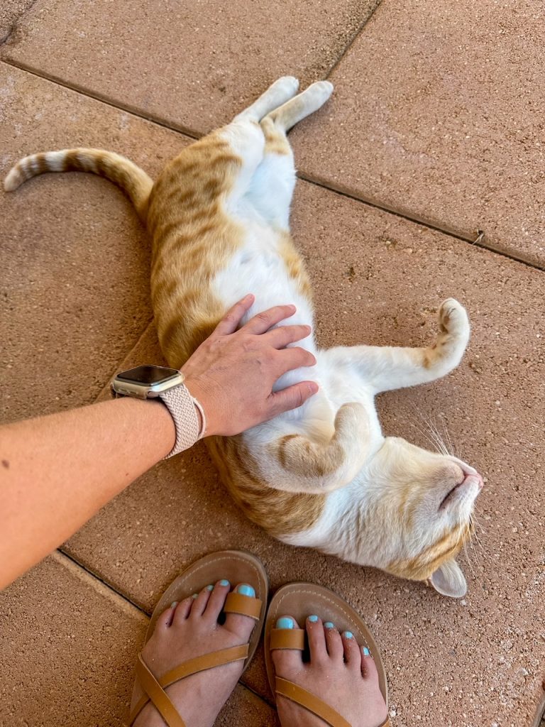 the cat at Aphrodite Luxury Villa on Crete