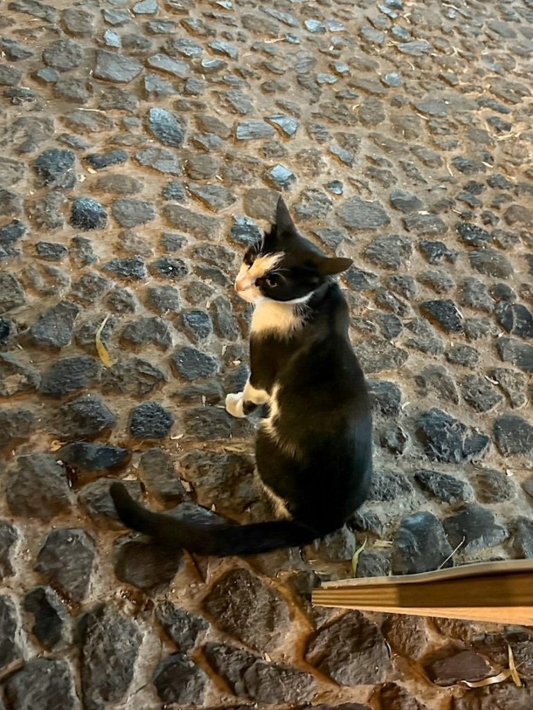 a cute cat roaming around Megalochori Greece