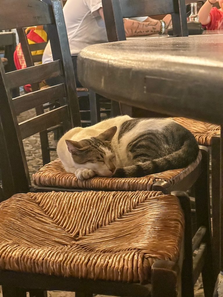 cat nap at Raki Restaurant Santorini
