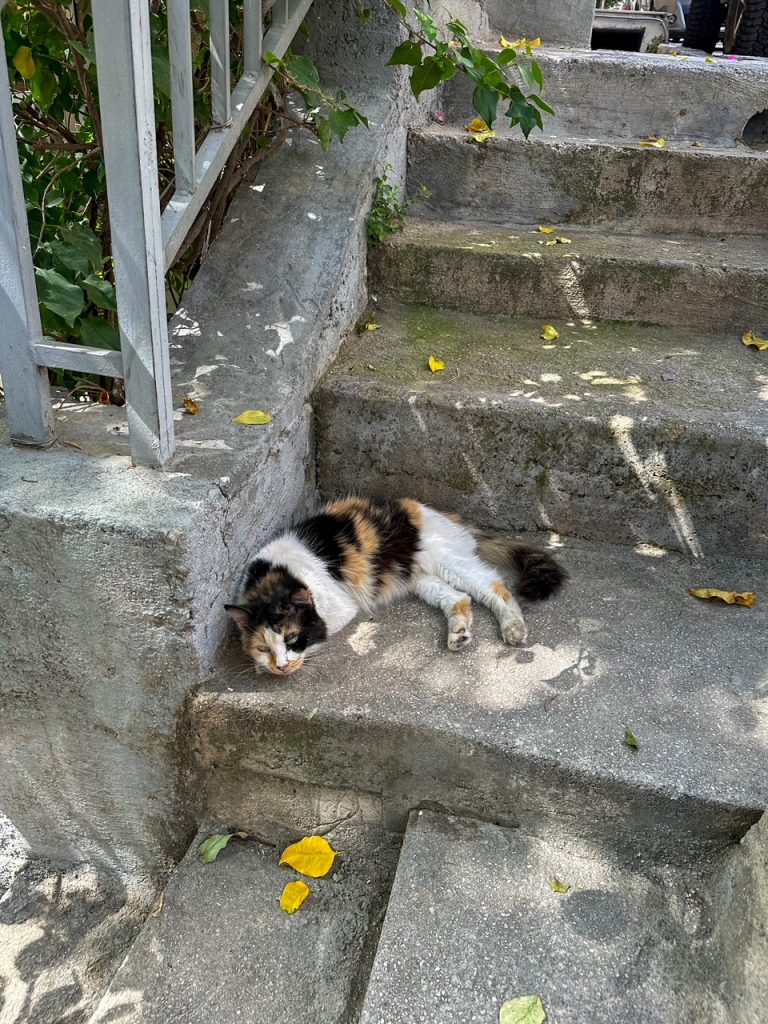 a cat hanging out in Athens Greece