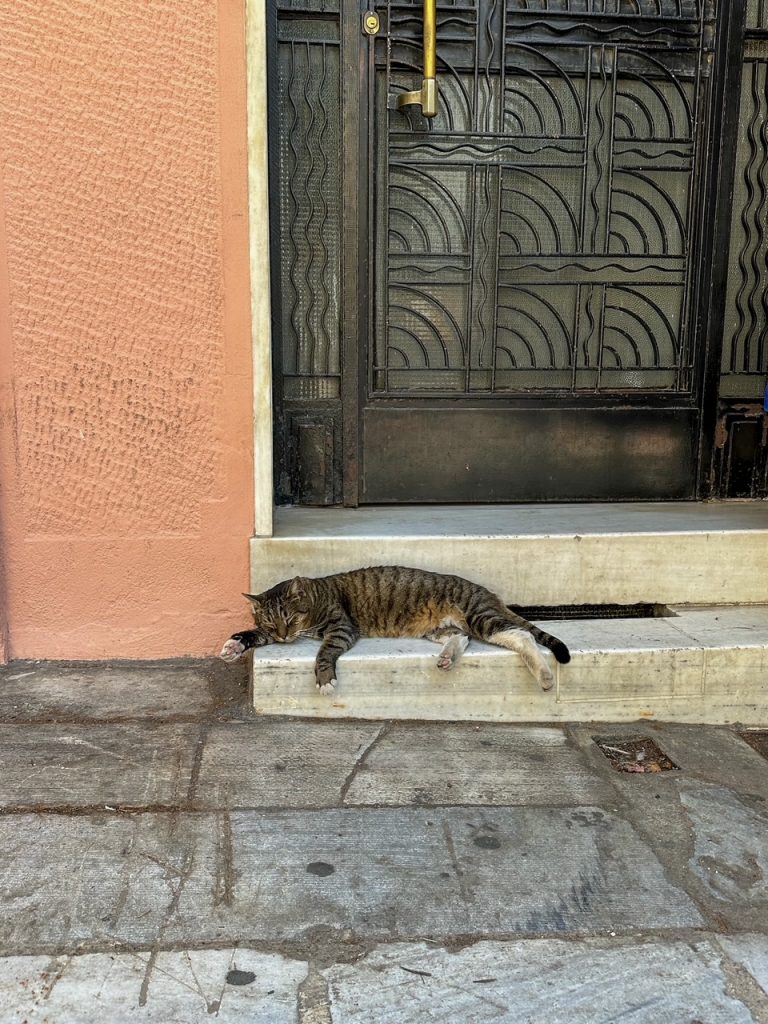 a cat sleeping in Athens, Greece