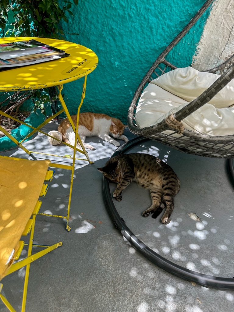 some cats at the Cat Cafe Athens