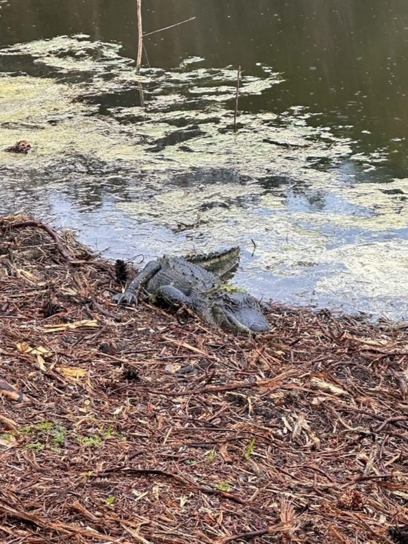 American alligator at Jarvis Creek Park on Hilton Head Island