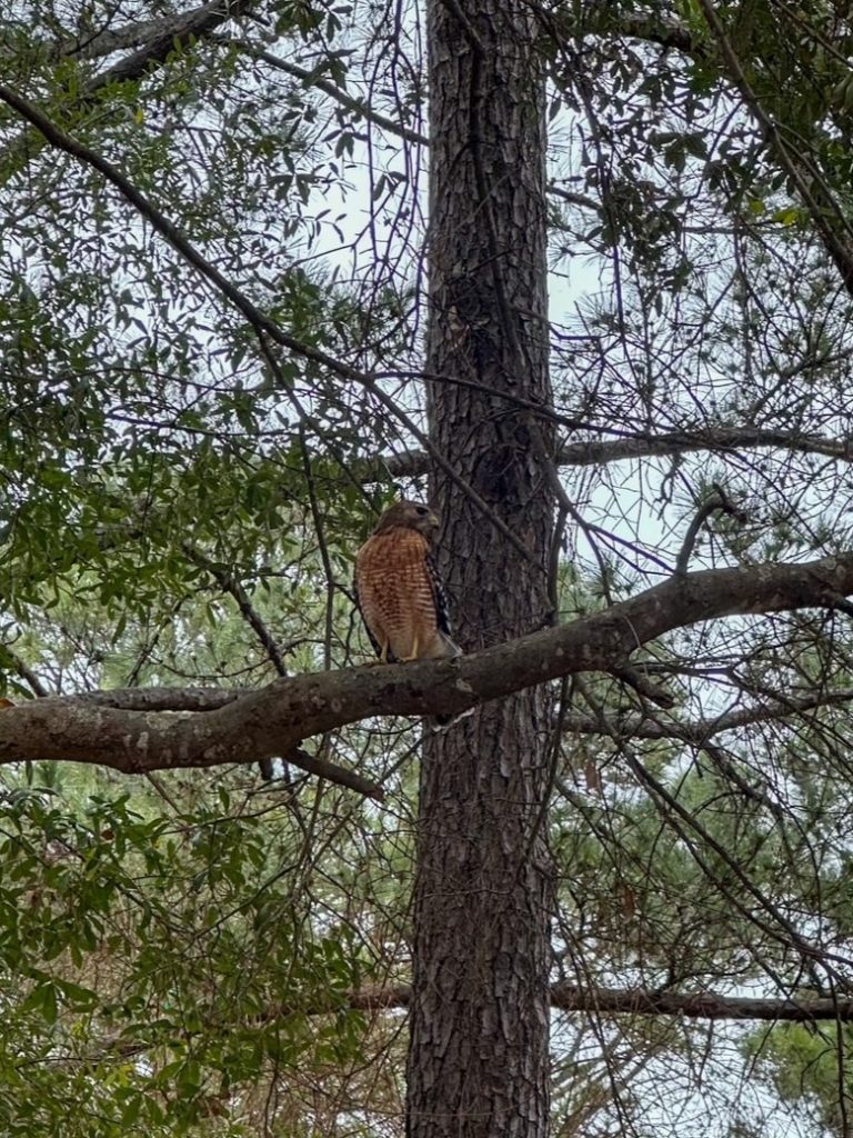 a hawk at Jarvis Creek Park in Hilton Head