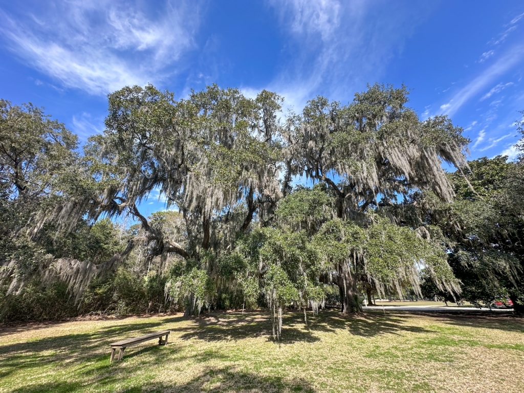 a large live oak tree at the Coastal Discovery Museum