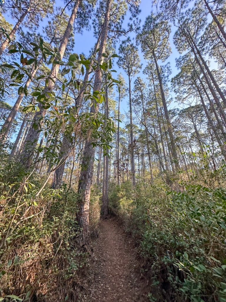 one of the trails at the Audubon Newhall Preserve in Hilton Head