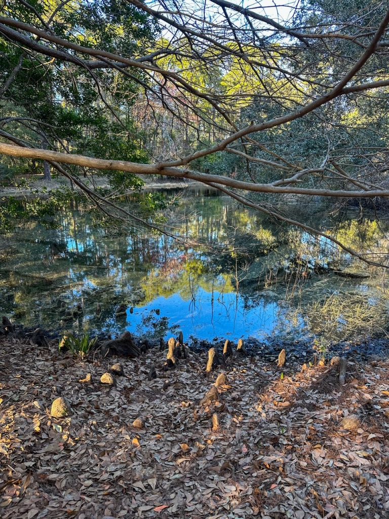 a view of the pond at the Audubon Newhall Preserve in Hilton Head
