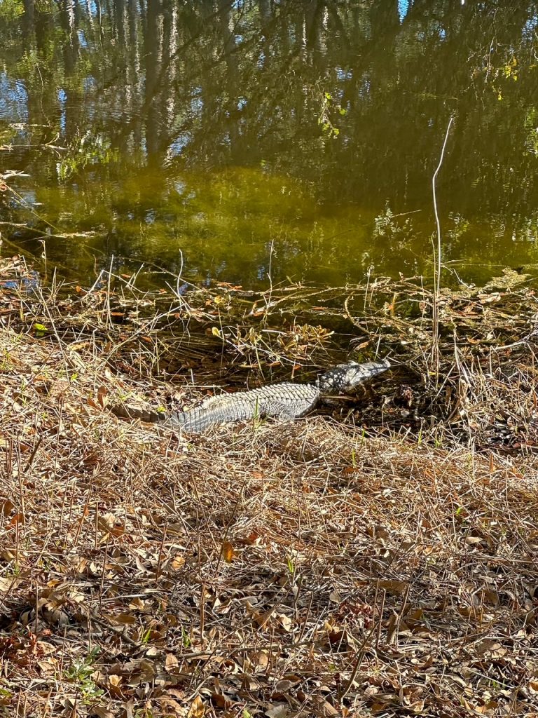 alligator at the Audubon Newhall Preserve in Hilton Head
