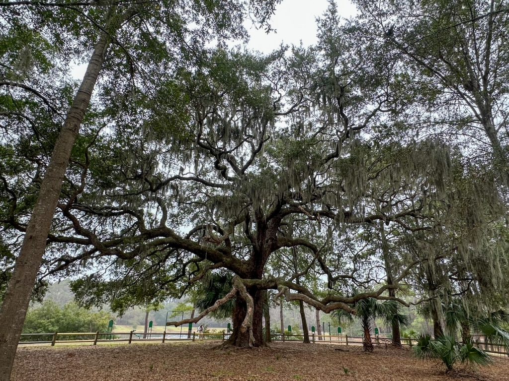 an old live oak tree at Jarvis Creek Park on Hilton Head Island