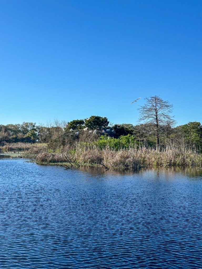 birds at the pond at Pinckney Island National Wildlife Refuge