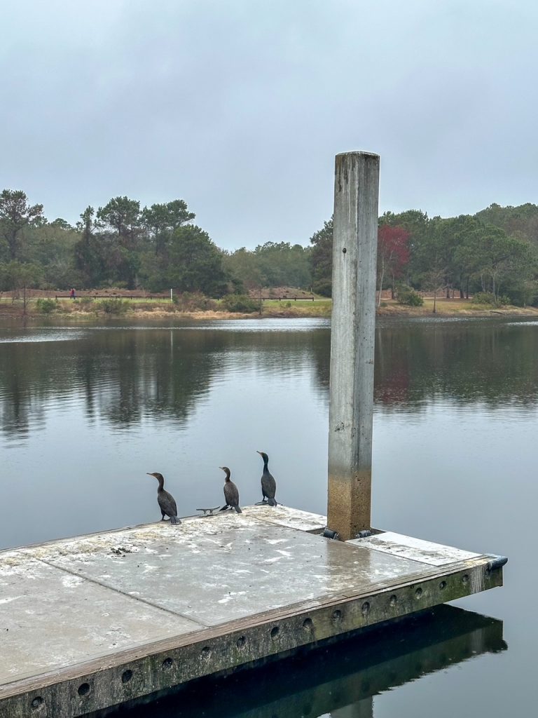 some birds at Jarvis Creek Park in Hilton Head