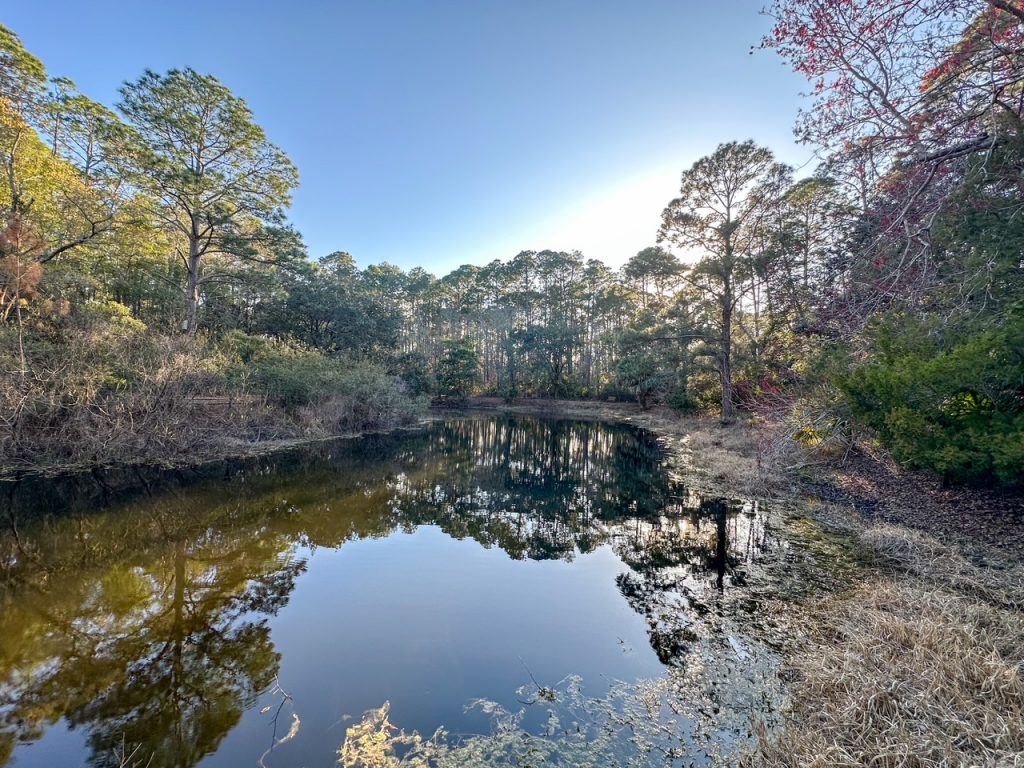 the pond at the Audubon Newhall Preserve, one of the best things to do on Hilton Head Island with kids