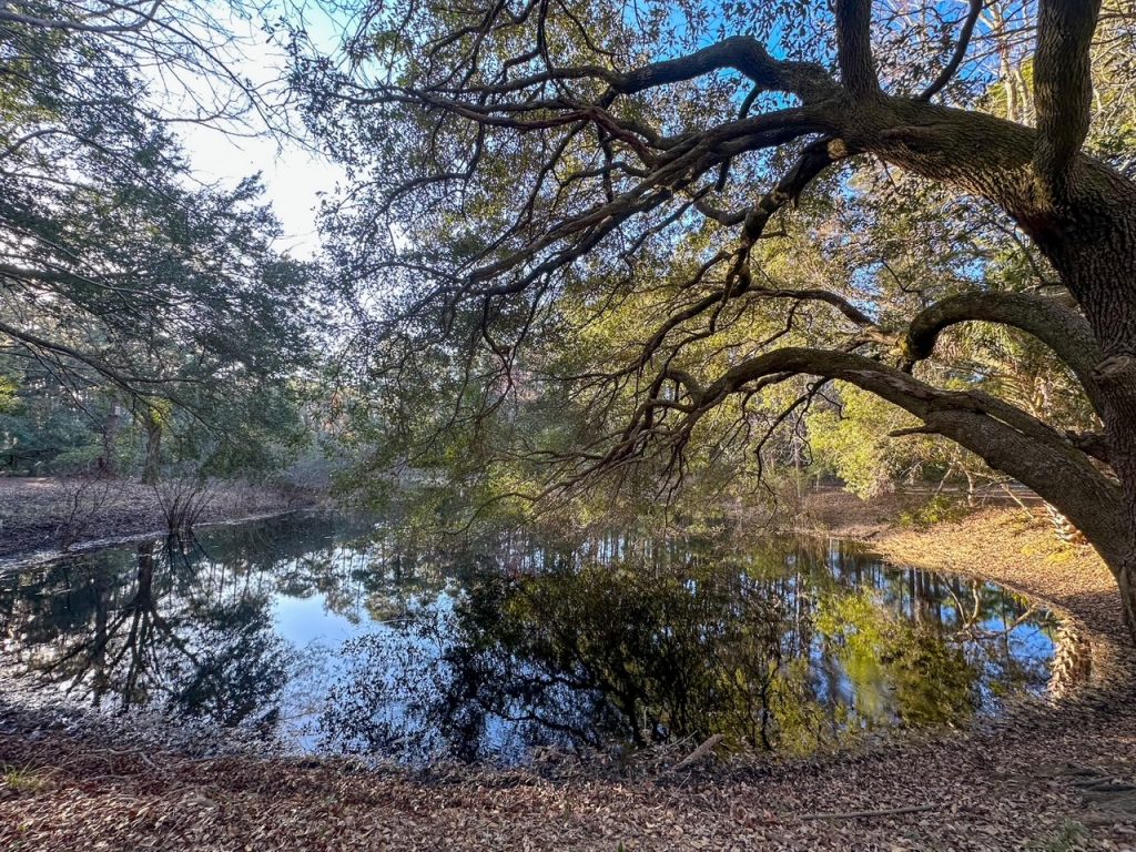 the pond at the Audubon Newhall Preserve in Hilton Head