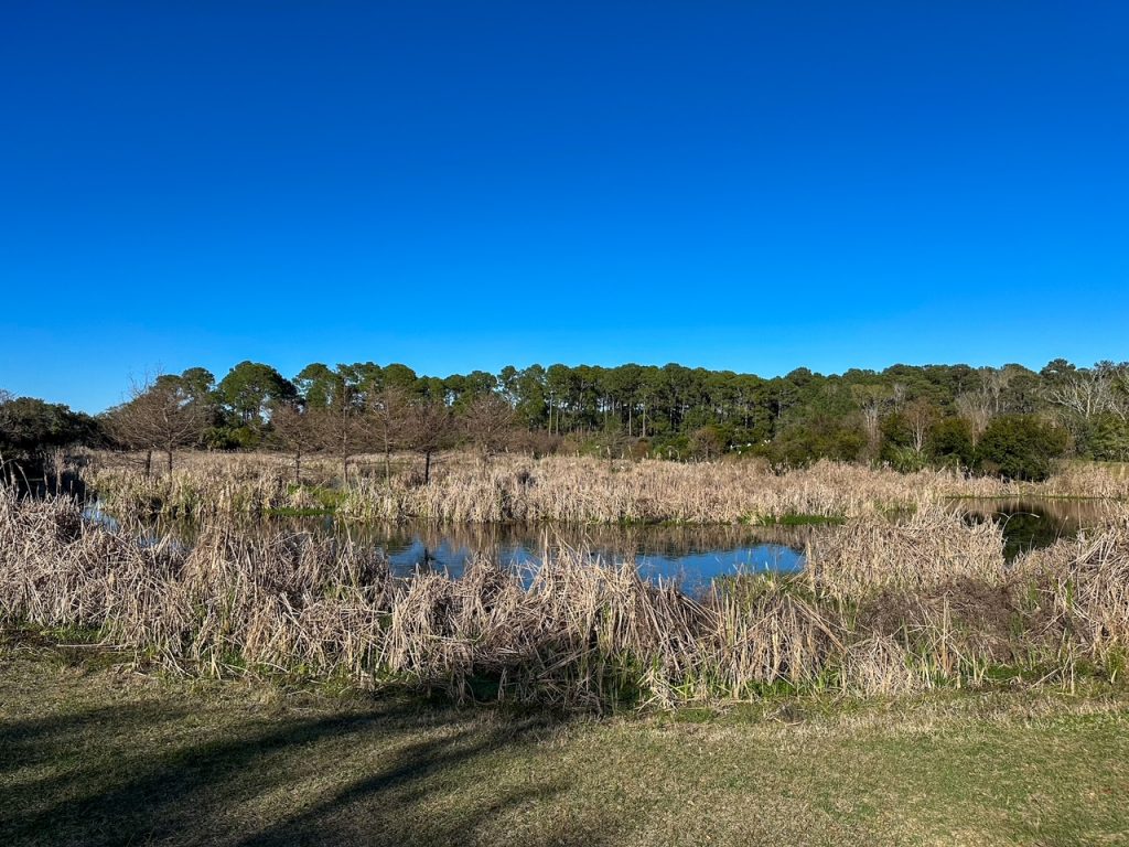 the pond at the Pinckney Island National Wildlife Refuge, one of the best things to do on Hilton Head Island with kids